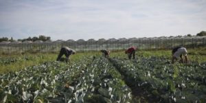 Les Jardins de Cocagne